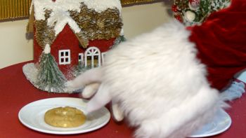 Operation "Big Red One" - Christmas Party Making-Of at Lajes Field